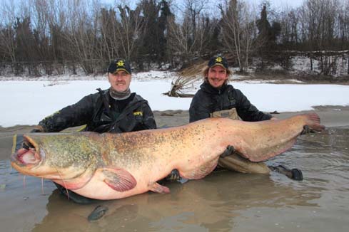 Catfish from the River Po.jpg